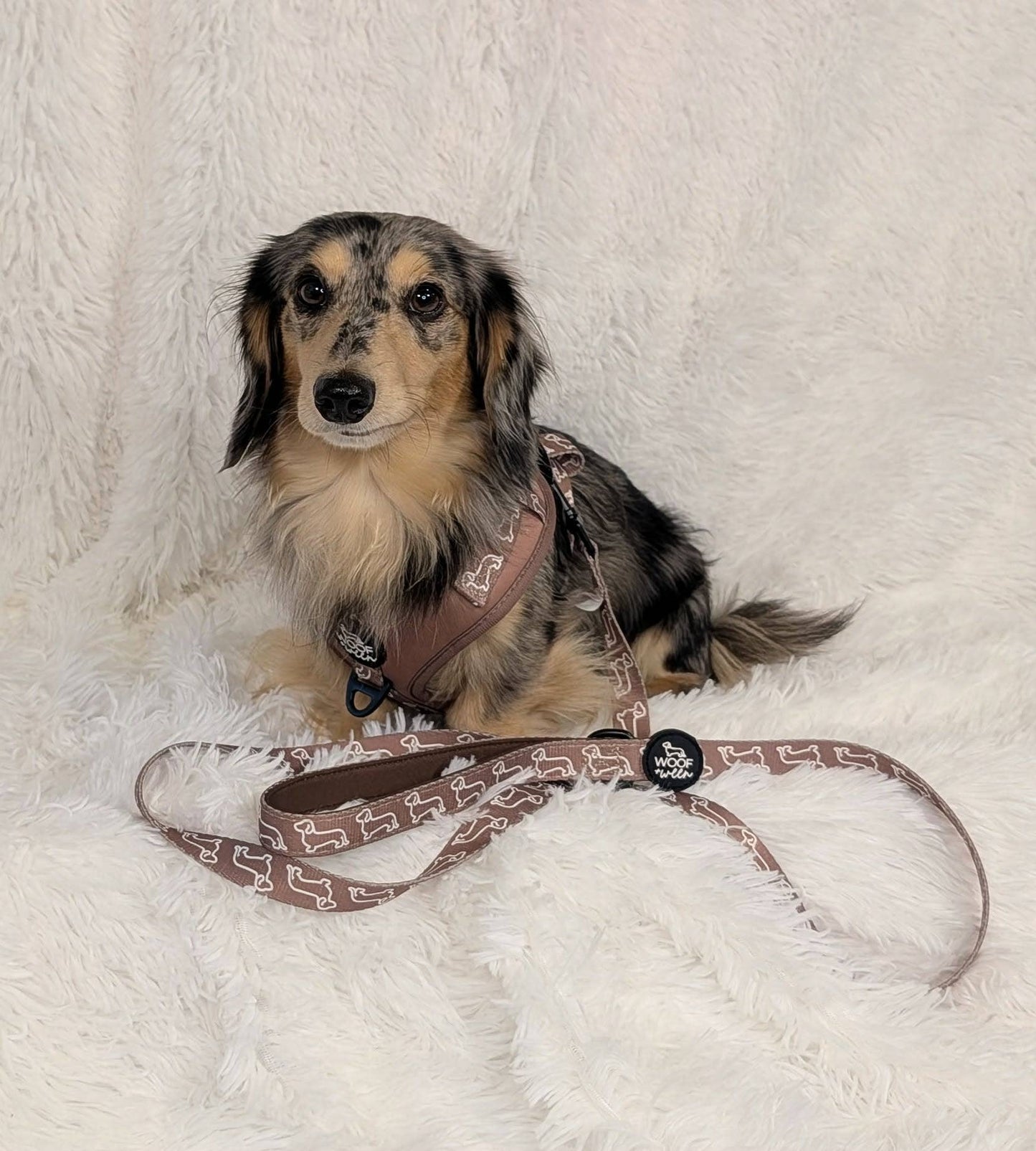 Leash - Camel Doxies